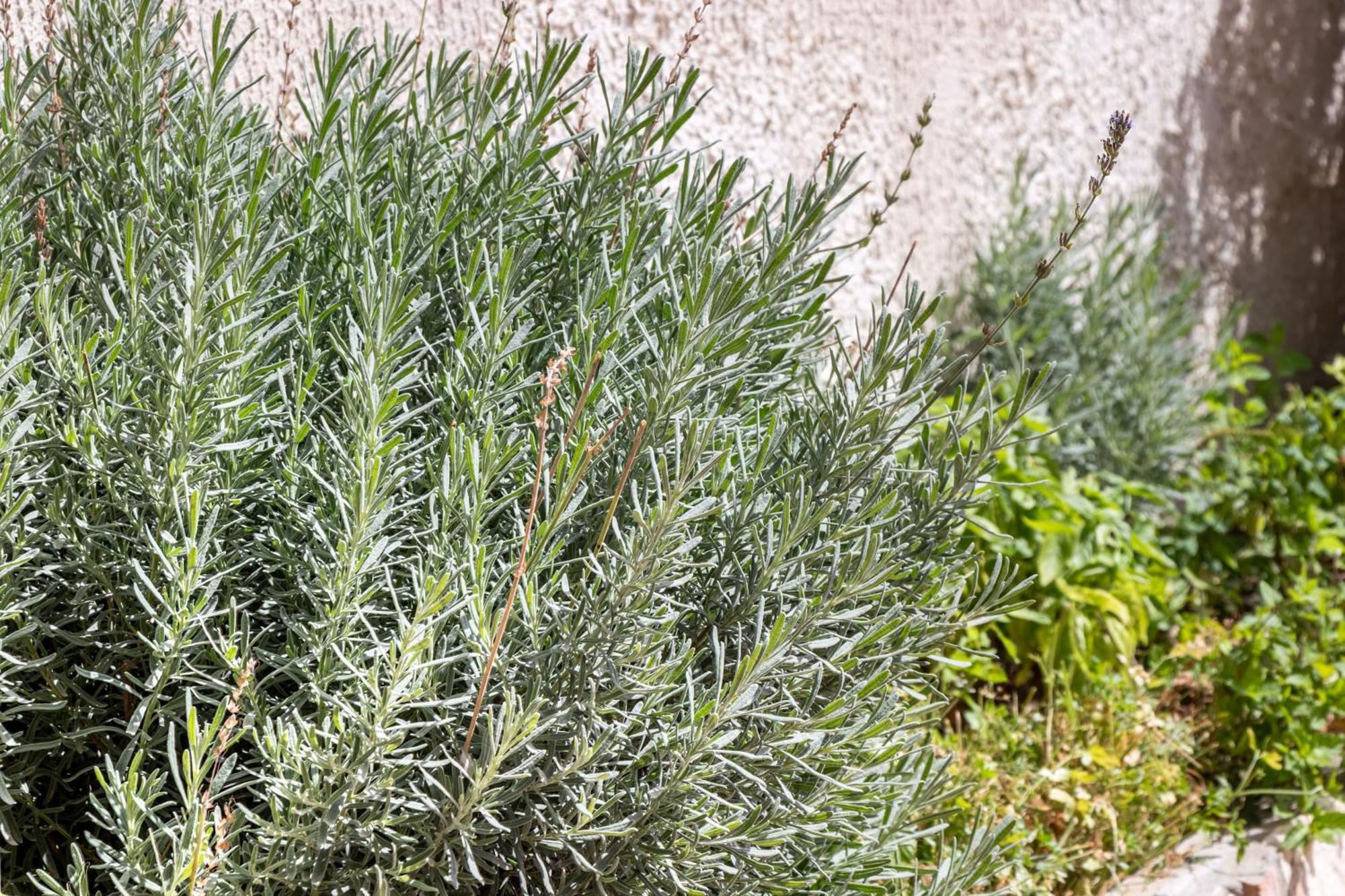 B&B La Terrazza Sul Mare Avola Eksteriør bilde